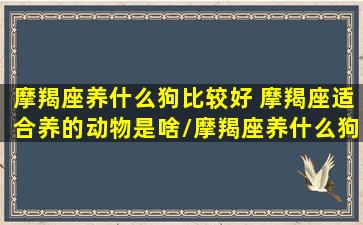 摩羯座养什么狗比较好 摩羯座适合养的动物是啥/摩羯座养什么狗比较好 摩羯座适合养的动物是啥-我的网站